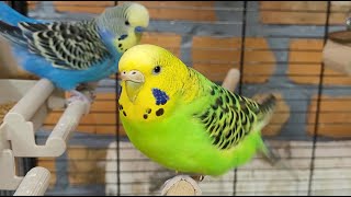 7 Hours Of Relaxing Budgie Sounds