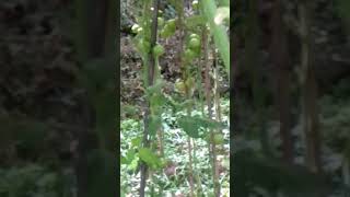 Tomato farming in Nepal