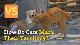 How Do Cats Mark Their Territory and How Do They Protect It