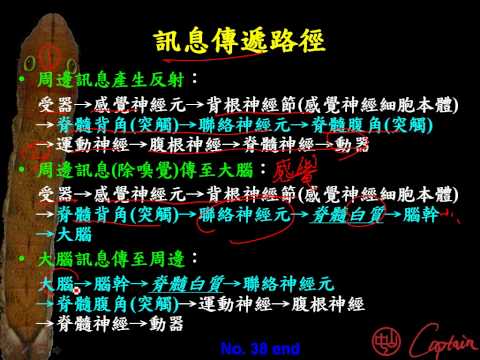 9 3 9脊髓的訊息傳遞路徑三捷