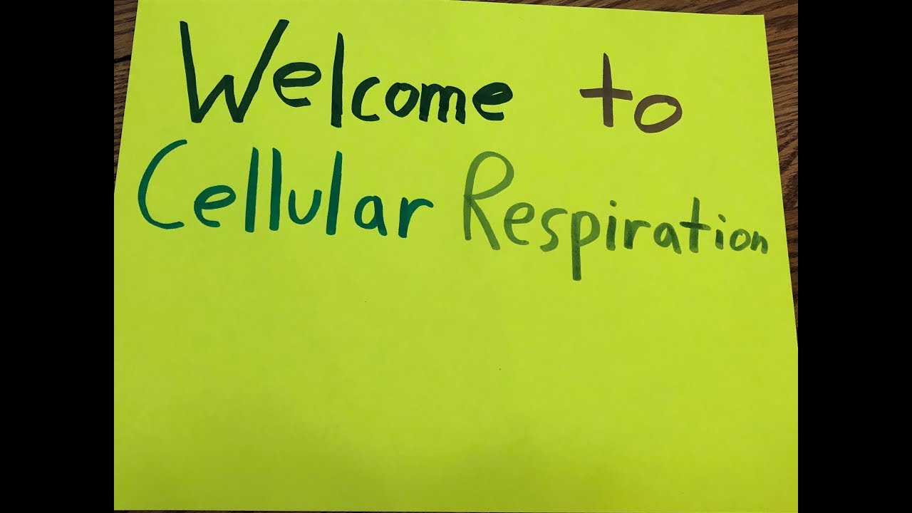 Cellular respiration exit project - YouTube