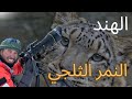 النمر الثلجي في جبال الهملايا