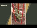 How to stake tomato plants for strong growth #shorts