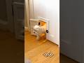 Re-sharing the Lego room doggie door because it's fun and cute #cute #cuteanimals #customdoor