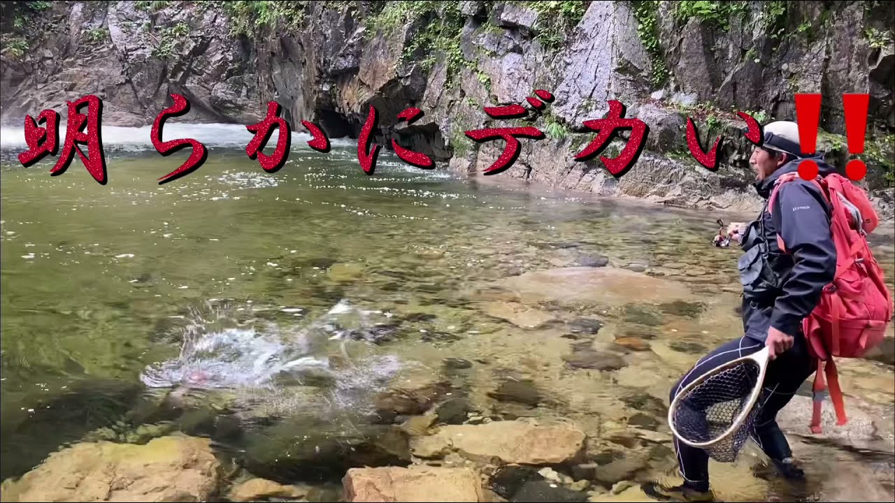 怪物イワナ】群馬の源流で大岩魚2本連続ヒット‼️49.51センチの自己