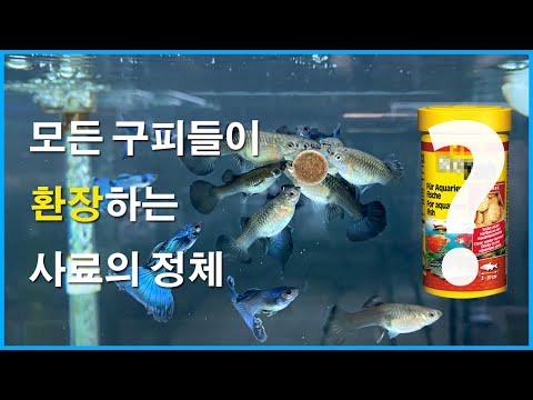 [세남자 물고기] 붙이는 물고기 사료? JBL 노보탭 1분리뷰 + 물멍영상