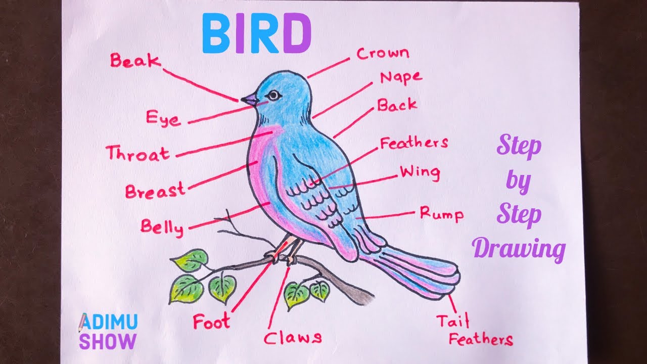 How to bird. Bird body Parts. Parts of a Bird. Parts of Birds for Kids. Проект language a Birds.