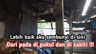 Kisah kucing kucing pasar yg terlantar dan kelaparan.