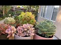 #164 How to take care of succulents | Cách chăm sóc sen đá