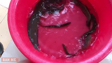 NƯỚNG CÁ LÓC, CÁ TRÊ, CÁ CHẠCH, CÁ RÔ ĐỒNG BẰNG GIẤY BẠC