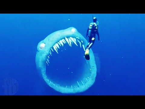 Sea Creatures That Could KILL Megalodon