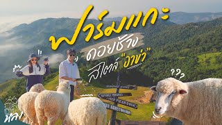 ฟาร์มแกะดอยช้าง | อาสาพาไปหลง