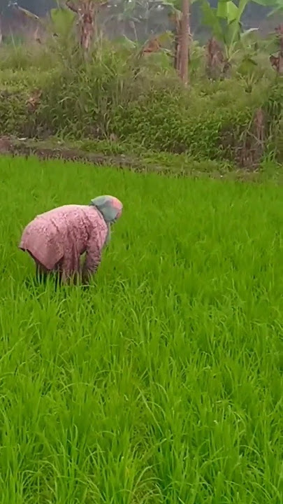 NENEK NENEK PENCARI GULMA