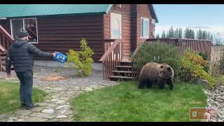 Wild Brown Bear isn’t afraid of guy with jug  #scary #wildlife #survival 🐻😳