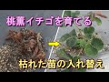 【家庭菜園】桃薫イチゴを育てる2021⑧－枯れた苗の入れ替え－