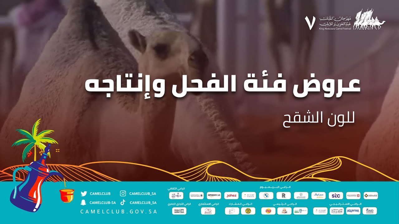 عروض فئة الفحل وإنتاجه للون الشقح ضمن منافسات #مهرجان_الملك_عبدالعزيز_للإبل7#همة_طويق