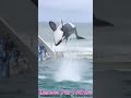 最高のルーピングキック!!ルーナキレッキレ!! #Shorts #鴨川シーワールド #シャチ #kamogawaseaworld #orca #killerwhale