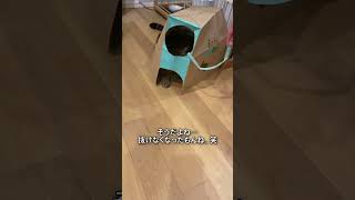 紙袋リベンジ！【アメショのほっけ】#猫