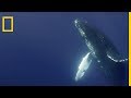 Le chant de la baleine à bosse