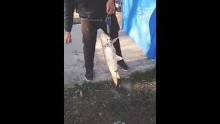 РЫБАЛКА ДНЕСТР МАЯКИ #рыбалка #рыбалканаднестре #рыбалкамаяки #русалкабазарыбалка
