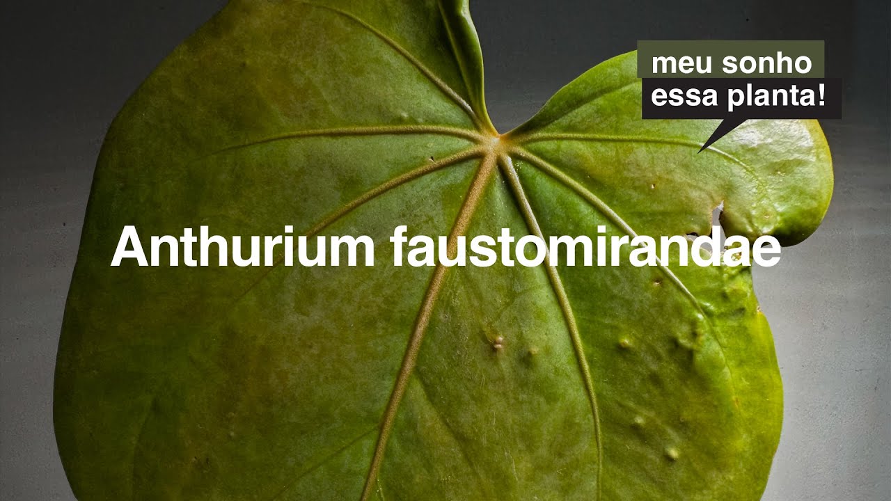 Anthurium faustomirandae - Uma espécie GIGANTE para as nossas coleções | MEU SONHO ESSA PLANTA