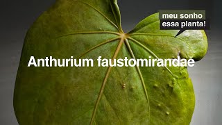 Anthurium faustomirandae - Uma espcie GIGANTE para as nossas colees |  MEU SONHO ESSA PLANTA