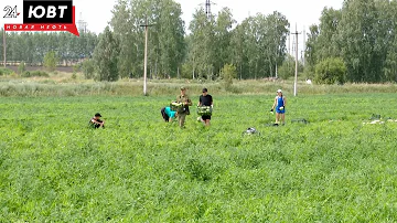 Салаты романо, радиччо, айсберг выращивают в Альметьвском районе