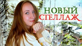 картинка: Новый СТЕЛЛАЖ для растений: переделываю большую зону 💚Часть 1