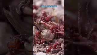 Animals More Deadly Than Sharks - Fire Ants!
These tiny but deadly creatures are native to South Africa and are responsible for the murder of about 12 people every single year. An ants’ bite isn’t necessarily life-threatening however, many people can have secondary infections or allergic reactions that cause their death as the one Floyd Edwards had on September 28, 2018. The best way to prevent this from happening is to make sure your house is ant free, there are several natural solutions for this. You can use cinnamon, vinegar, lemon, and many other natural ingredients to keep ants away. Animals More Deadly Than Sharks - Fire Ants!