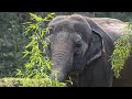 Meet The Asian Elephants