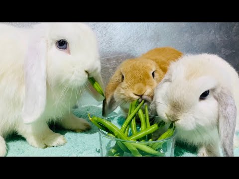 Video: Mint Rabbit With Beans