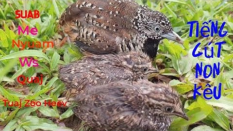 Suab me nyuam ws quaj || Tiếng chim cút đồng non kêu gọi bố cực chuẩn