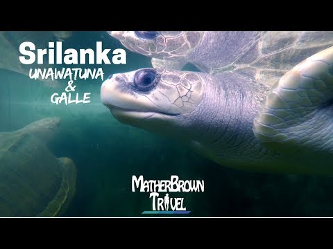 Video: Bãi biển Jungle ở Sri Lanka: Làm thế nào để lặn với ống thở ở đó