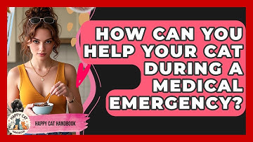 How Can You Help Your Cat During A Medical Emergency? - Happy Cat Handbook