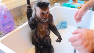 Monkey Bath Time! MonkeyBoo Birthday! by MonkeyBoo 11,490 views 6 months ago 10 minutes, 12 seconds