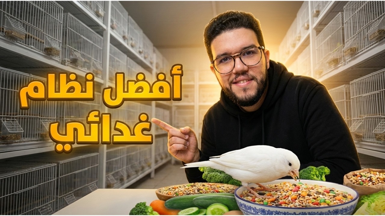تعرف على الأطعمة التي أعطيها لطيور الكناري طول الموسم