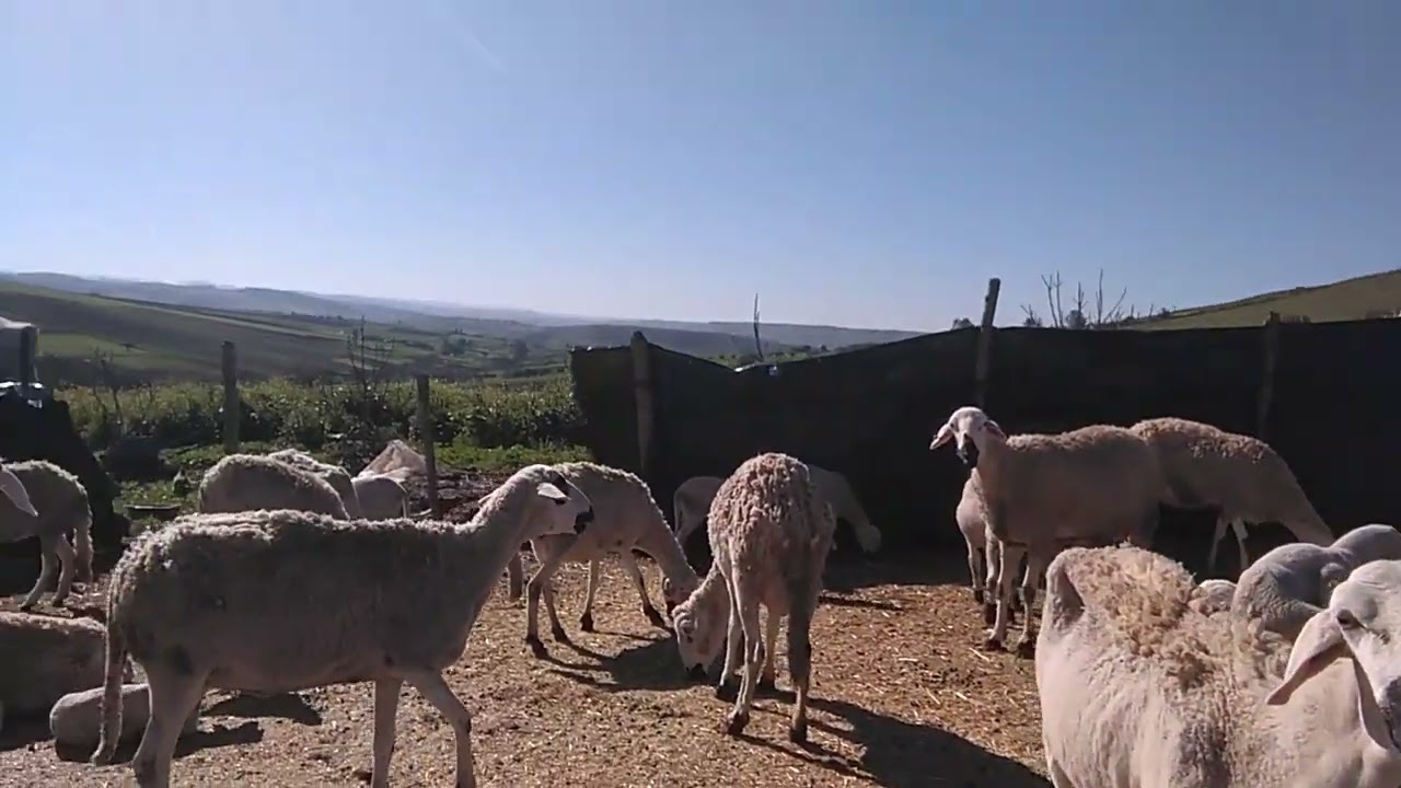 يوم جديد في مزرعة الشافعي فرجة ممتعة 