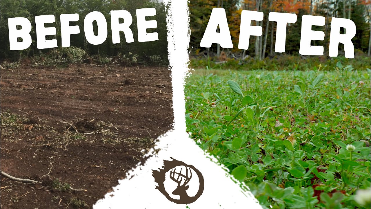 FOREST to FOOD PLOT!!  RESULTS of PLANTING (YEAR 1) | 18 Acre Deer Habitat (E.6)
