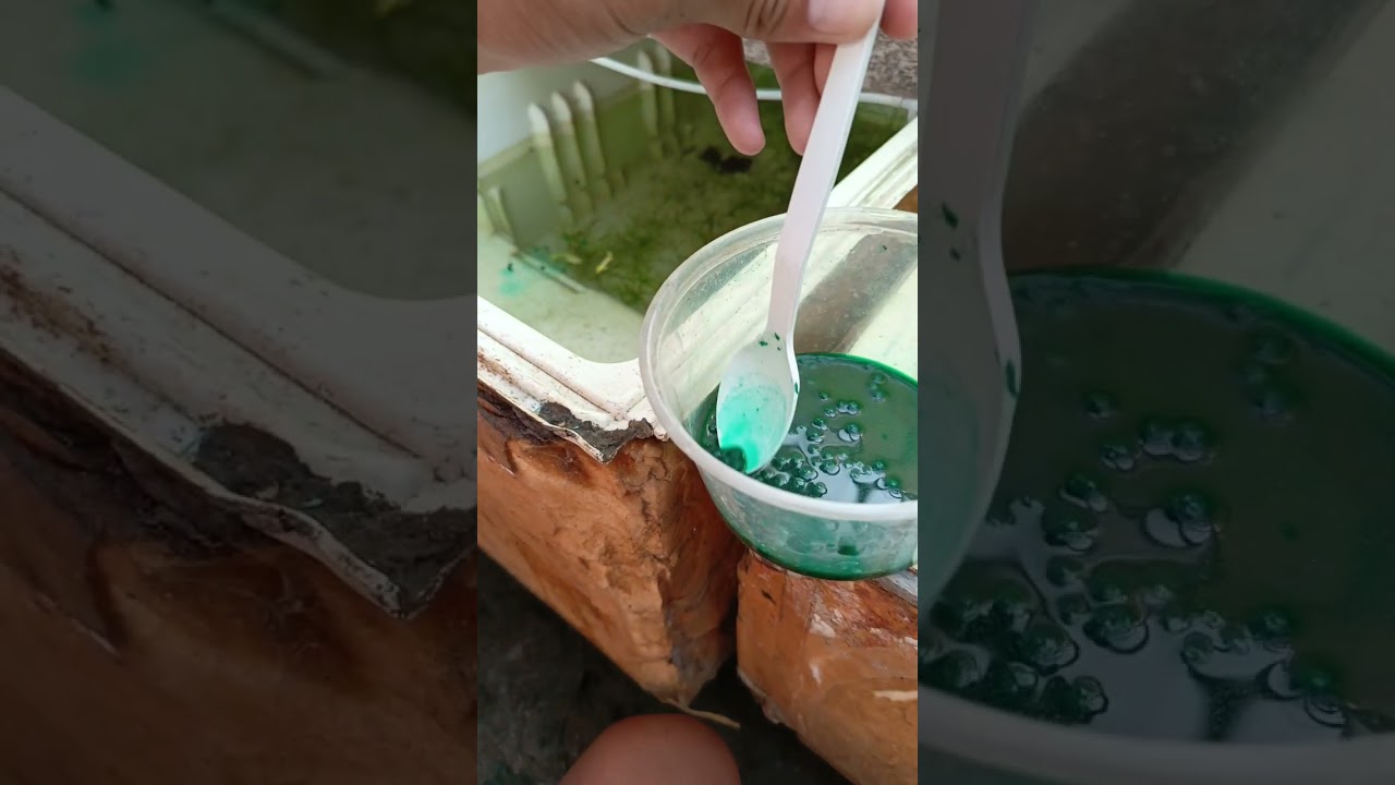 Deworm muna sa ating mga molly and guppy