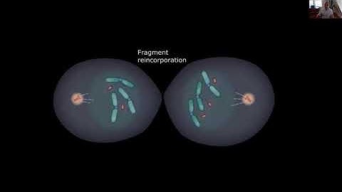 Mechanisms driving the rapid evolution of cancer genomes