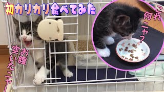 【子猫 成長記録85】腹ペコの子猫に初めてのカリカリを食べさせてみた♪【cute Kitten 85】 【子猫 成長記録85】腹ペコの子猫に初めてのカリカリを食べさせてみた♪【cute Kitten 85】