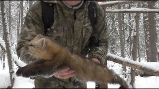 проверка капканов на соболя