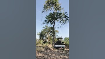 Tractors push trees in the forest #shorts #tracting #tractor #push