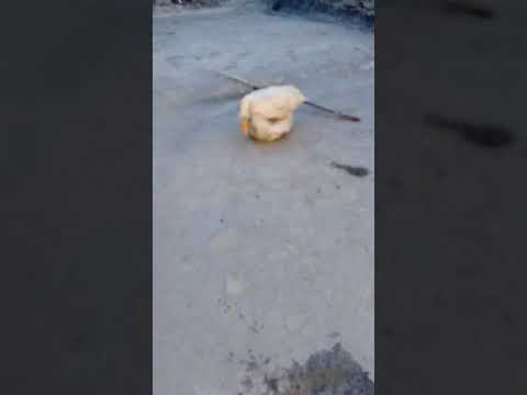 Pato pisando a