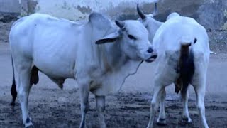 Cow Mating An Unsuccessful Attempt Natural Breeding, Calf Birth, And Dairy Farming Cowbull Mating
