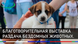 Первая благотворительная выставка-раздача бездомных животных "Вдруг тут друг" в Кисловодске.