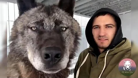 This Man Keeps the Largest Wolves in the World As Pet - DayDayNews