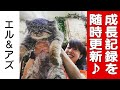 【日々、コマヌル成長日誌。~season2~-2019.08.12-】コマヌル絶賛公開中!@那須どうぶつ王国