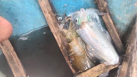 Câu mực giải trí và cái kết tại đảo🦑🦑🦑#cù lao chàm_Hội An