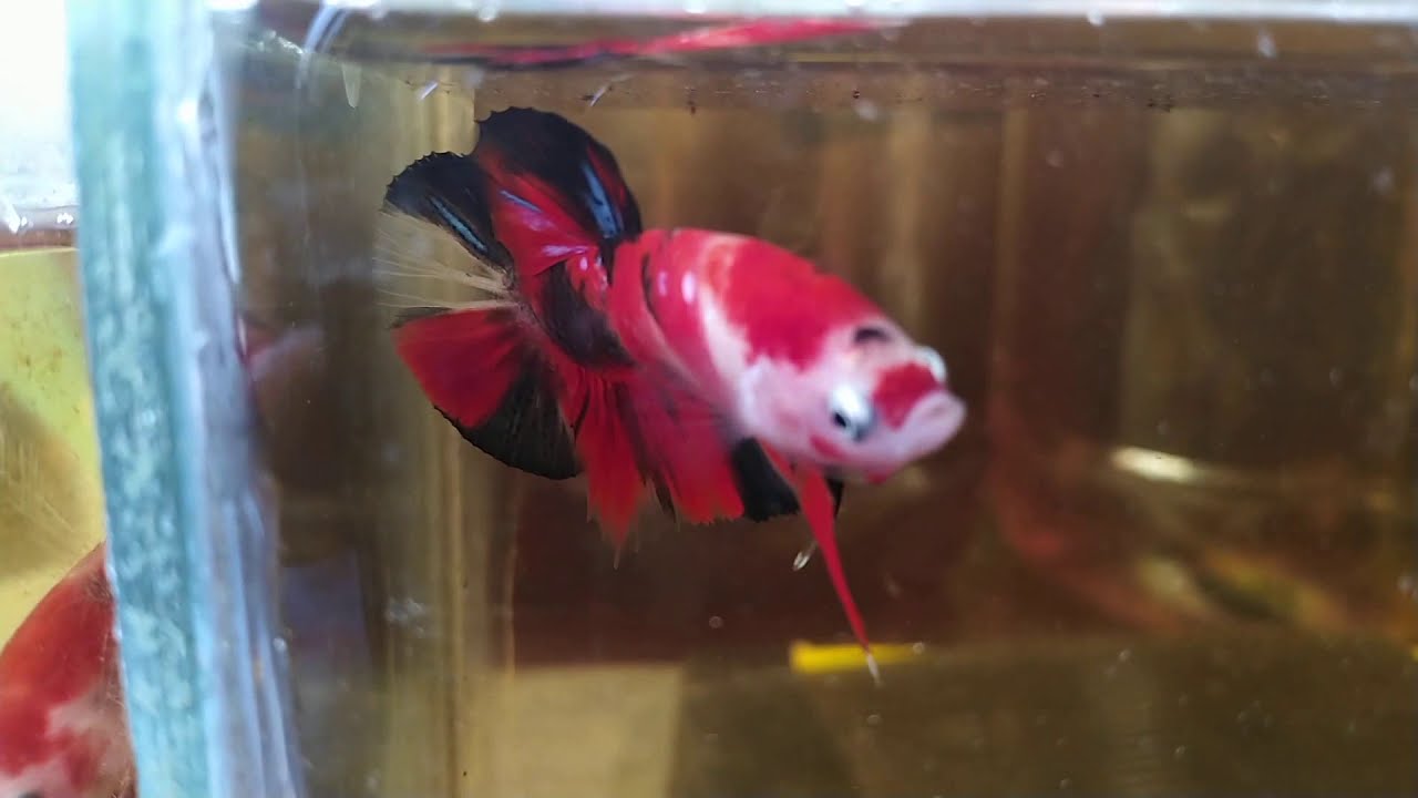 Bahan Cupang Red Koi Galaxy Bettafish Nemo Youtube Cupang Koi Betta Fish